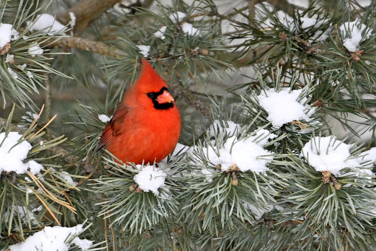 Northern Cardinal - ML646753425