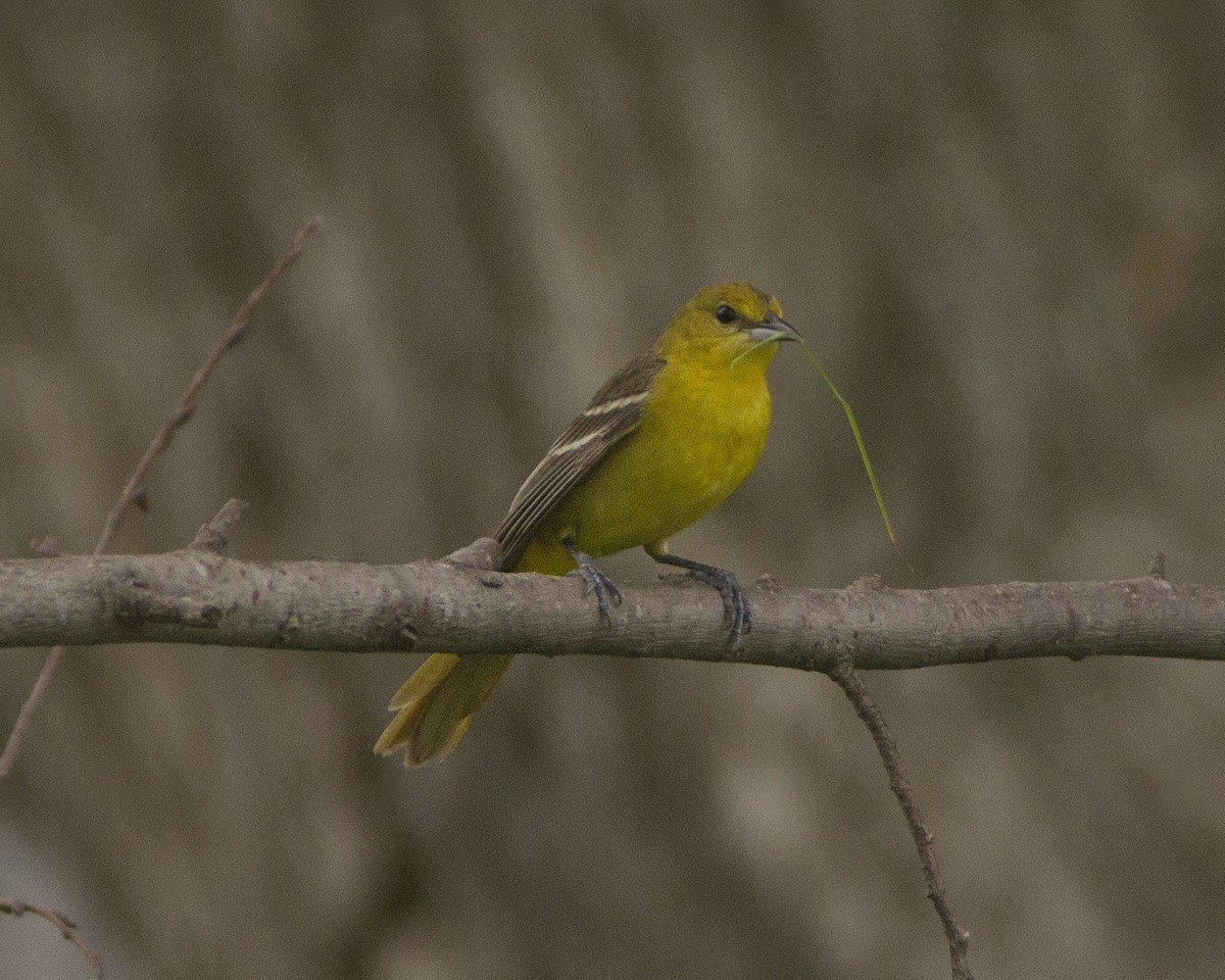 Oriole des vergers - ML646753427