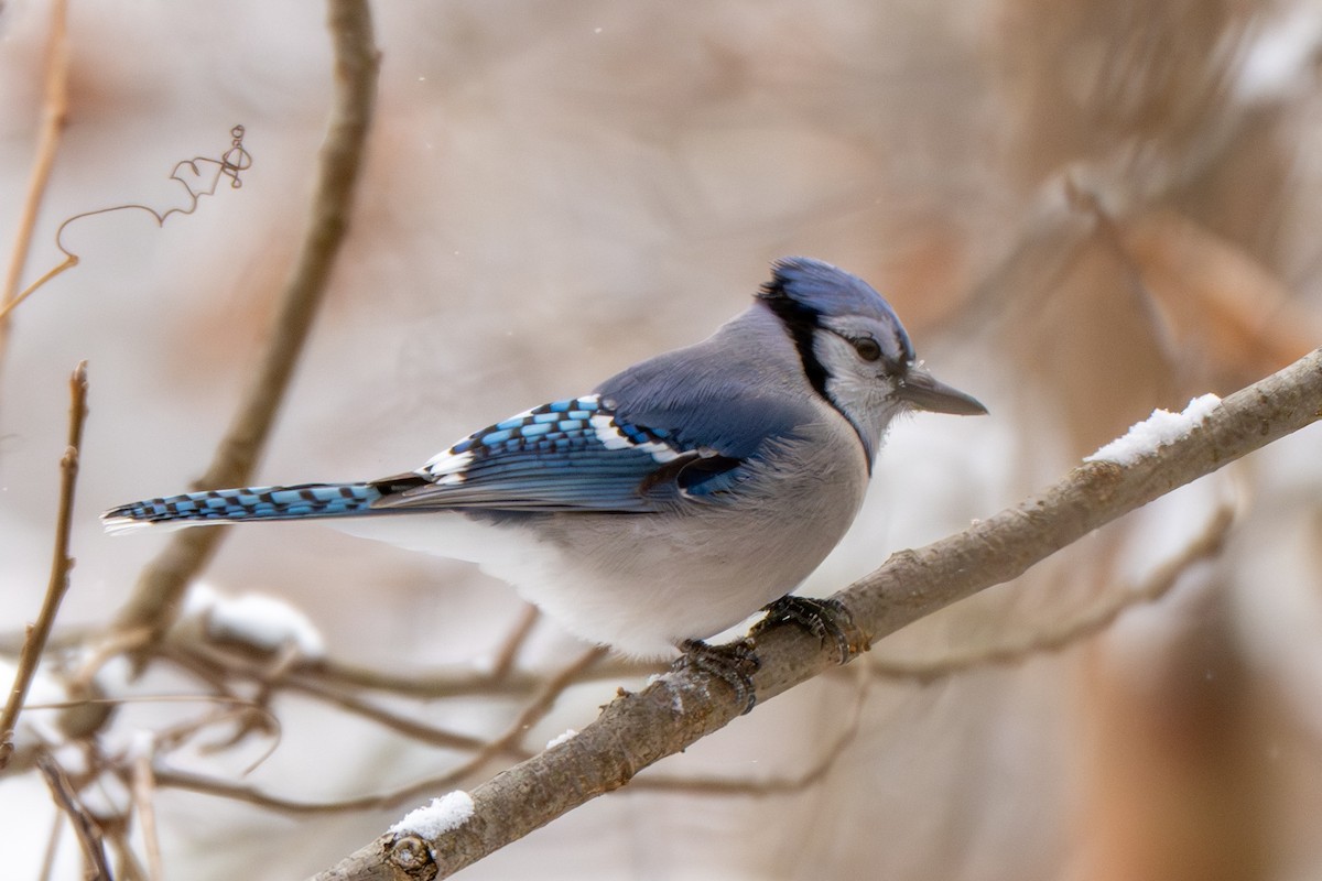 Geai bleu - ML646753428