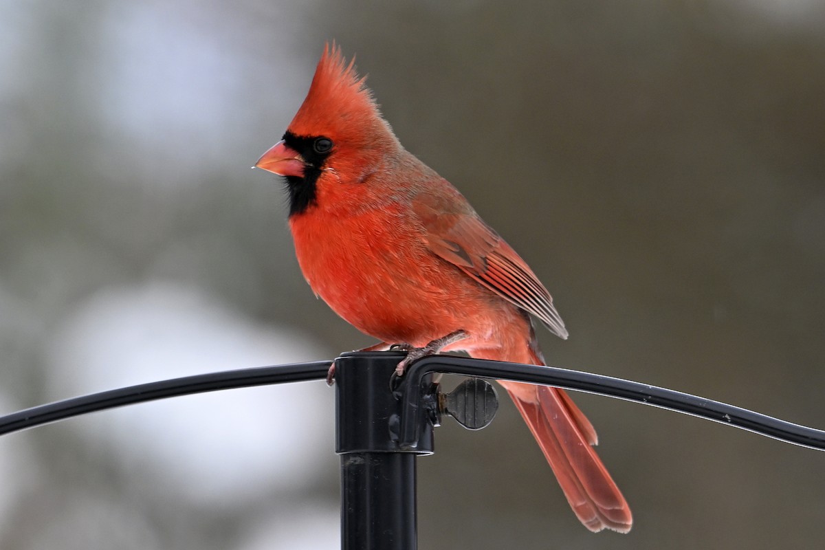Northern Cardinal - ML646753429