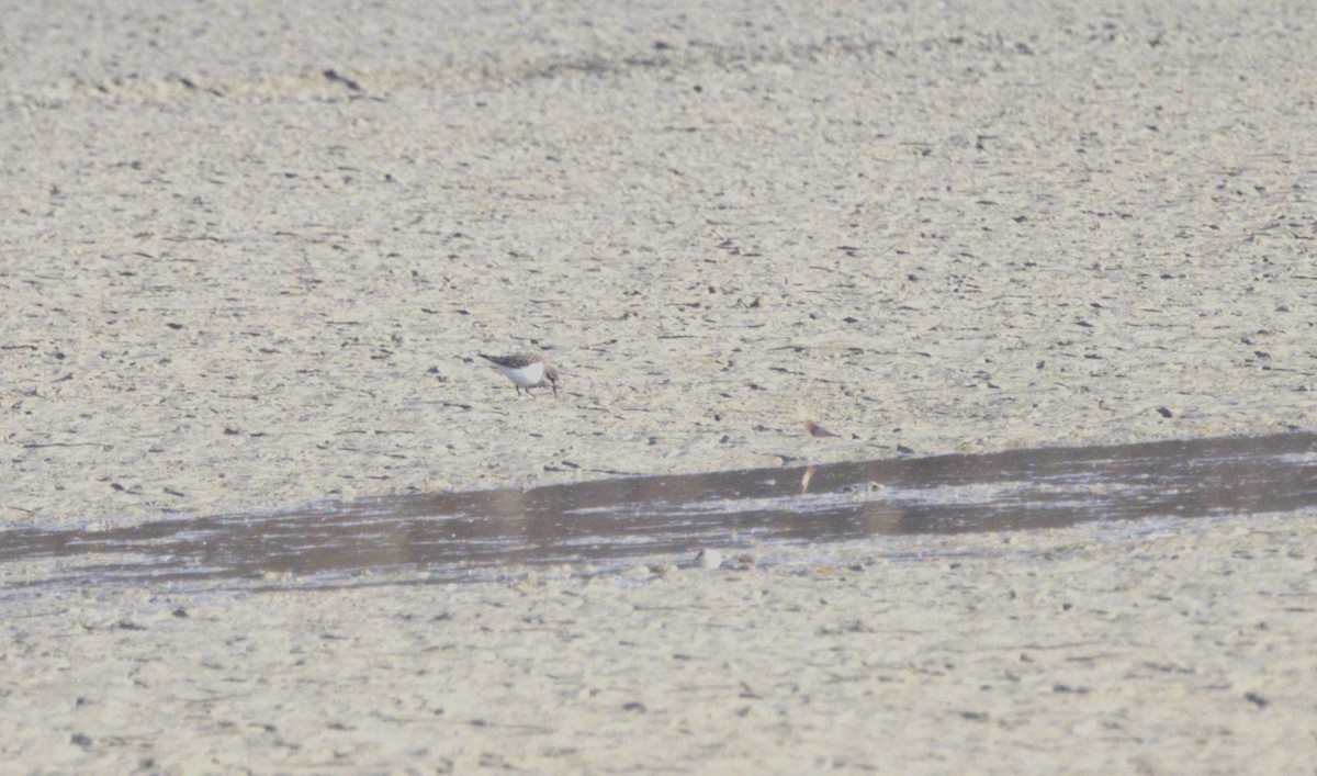 Little Stint - ML646753430