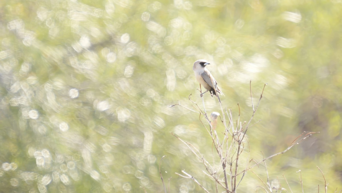 Black-faced Woodswallow - ML646753435