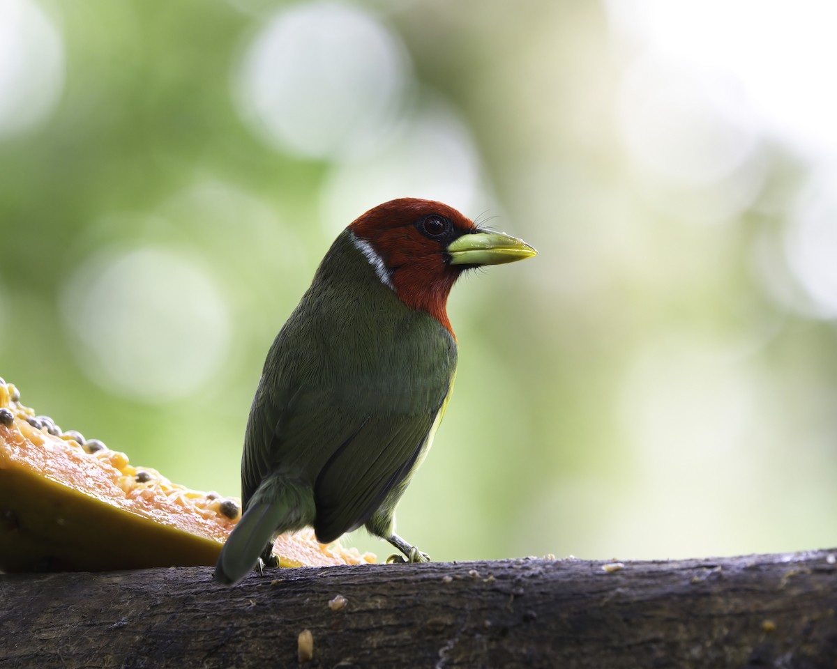 rødhodeskjeggfugl - ML646753437