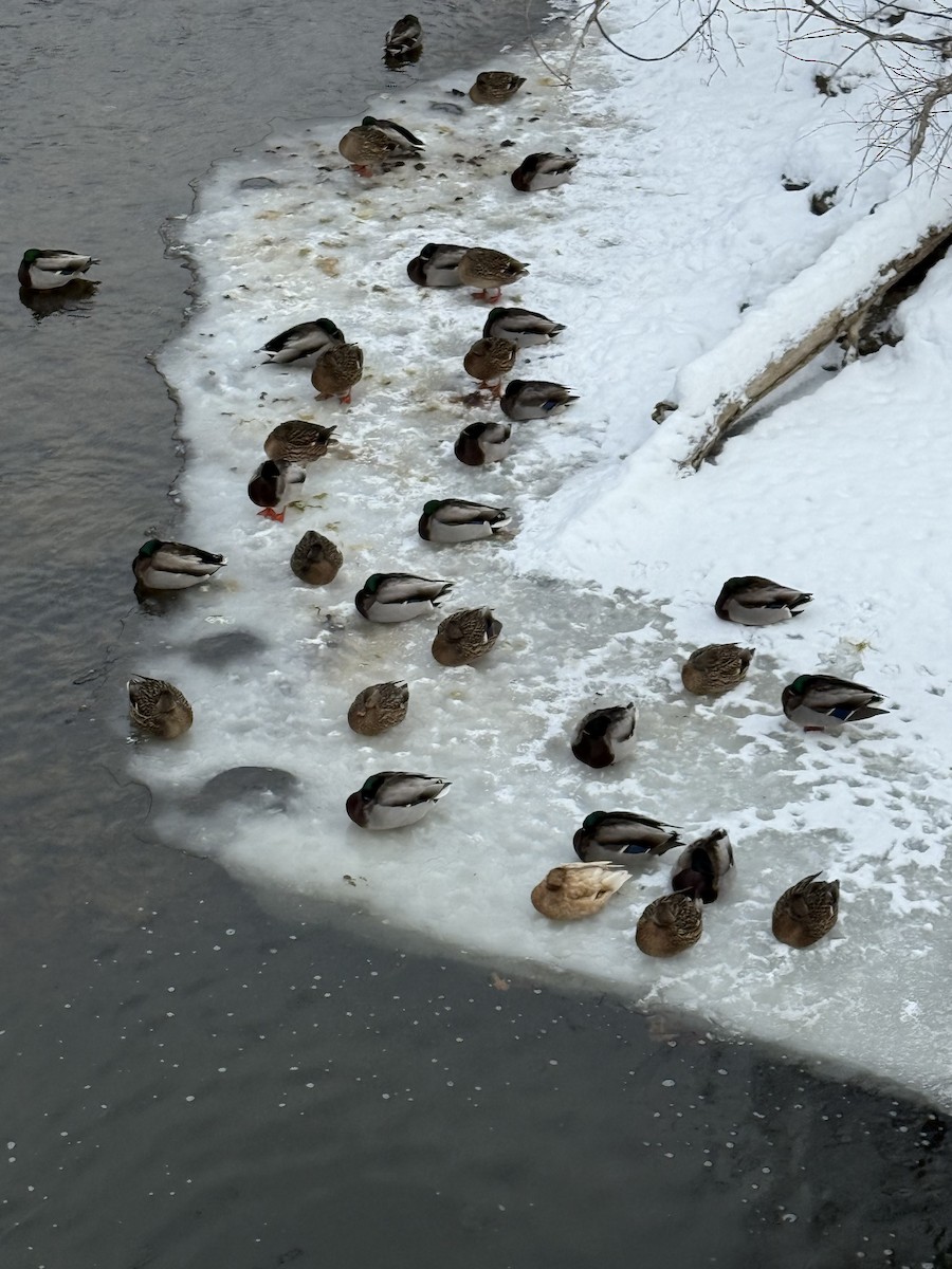 Mallard - ML646753438