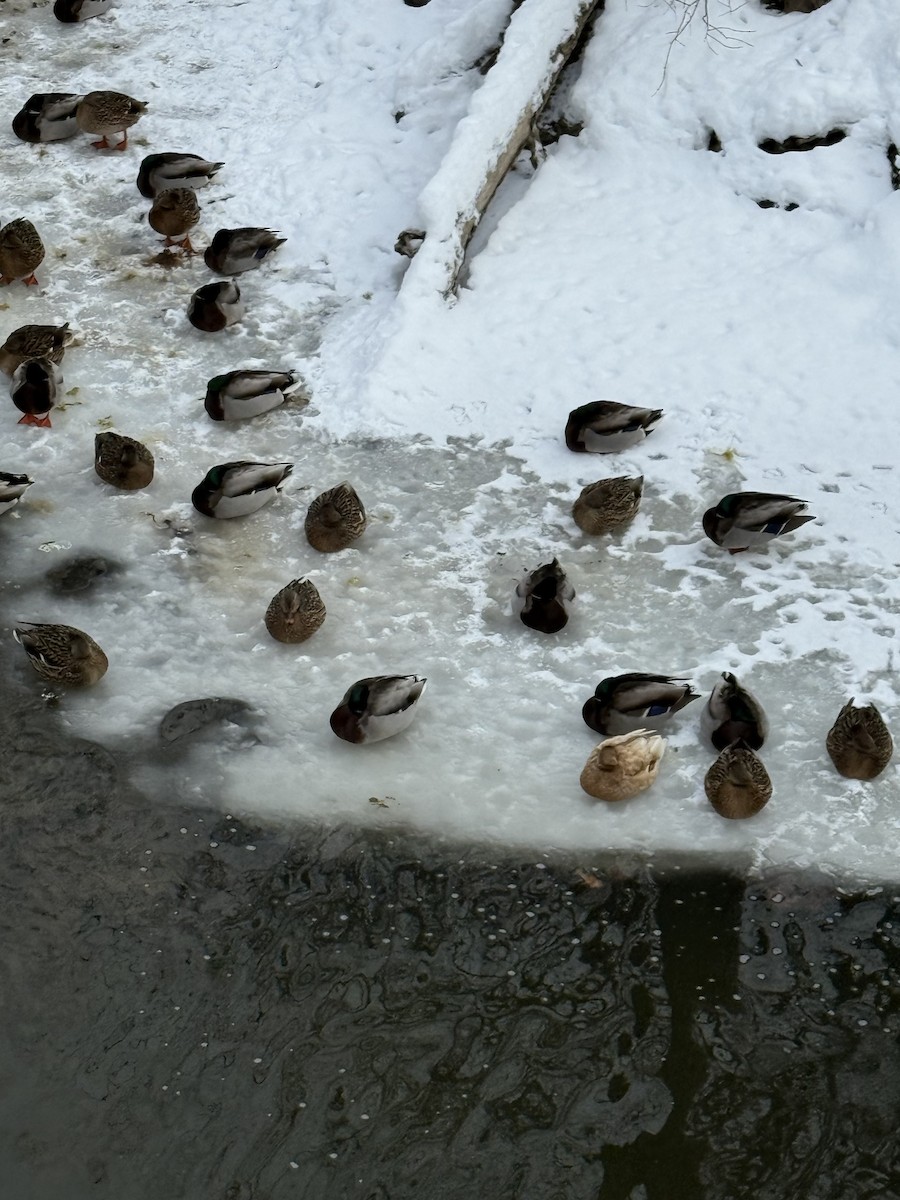 Mallard - ML646753439