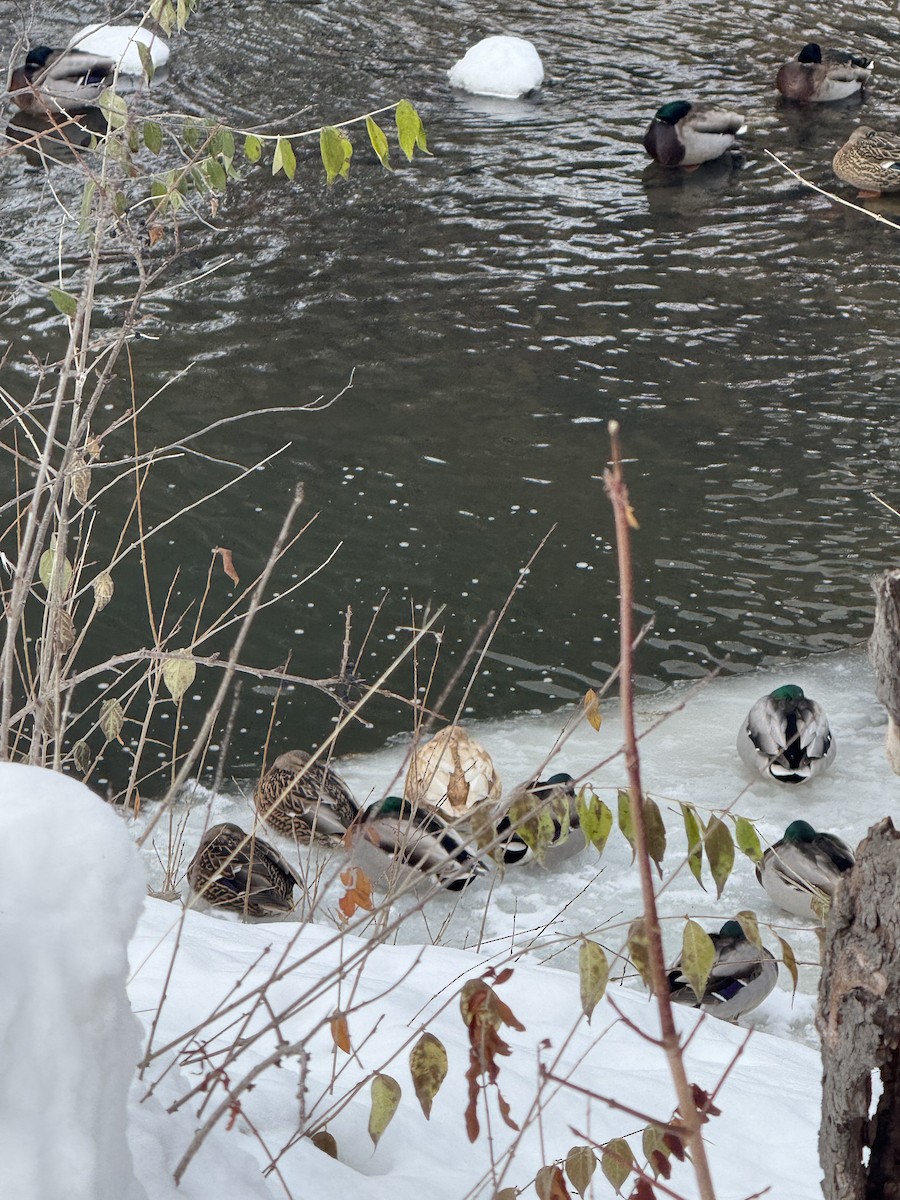 Mallard - ML646753440