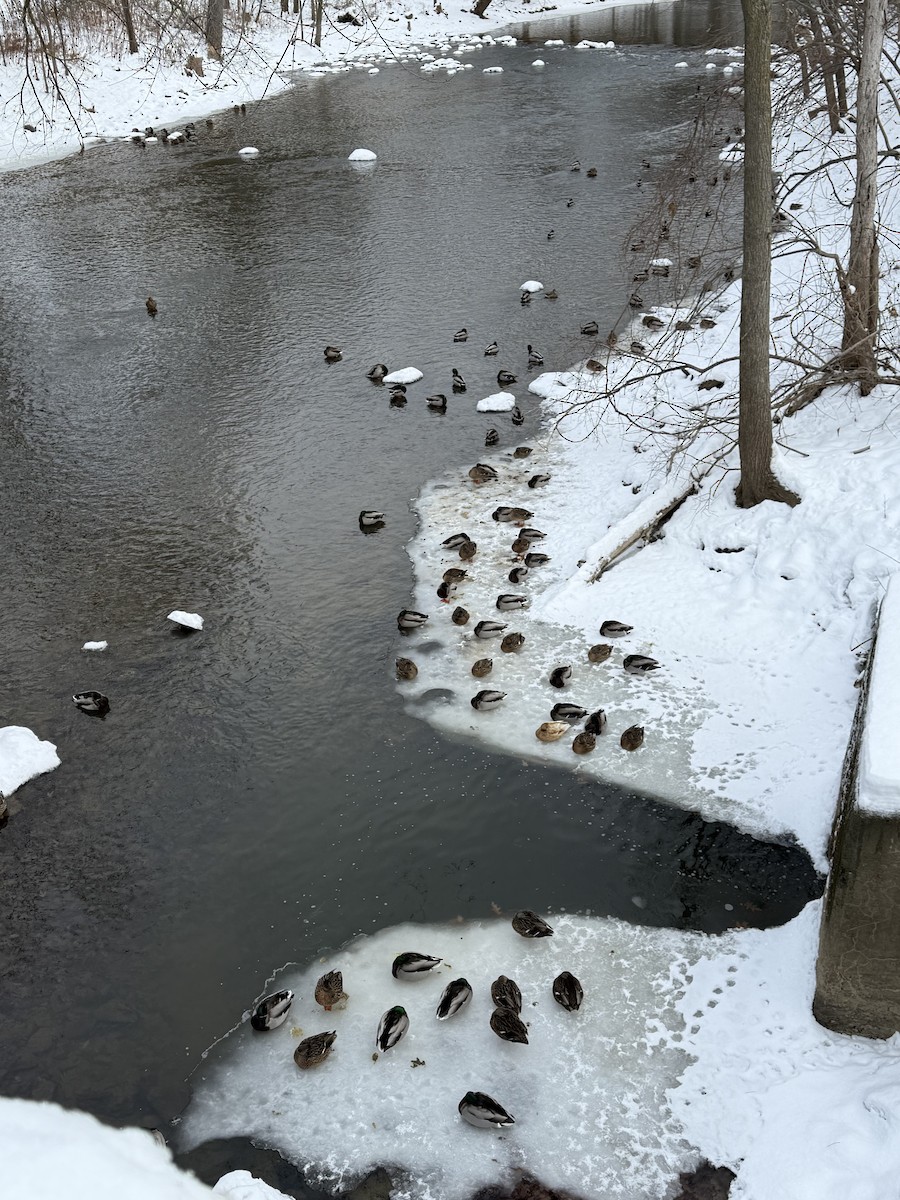 Mallard - ML646753441