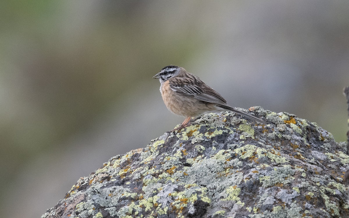 Цагаан хөмсөгт хөмрөг - ML646753442