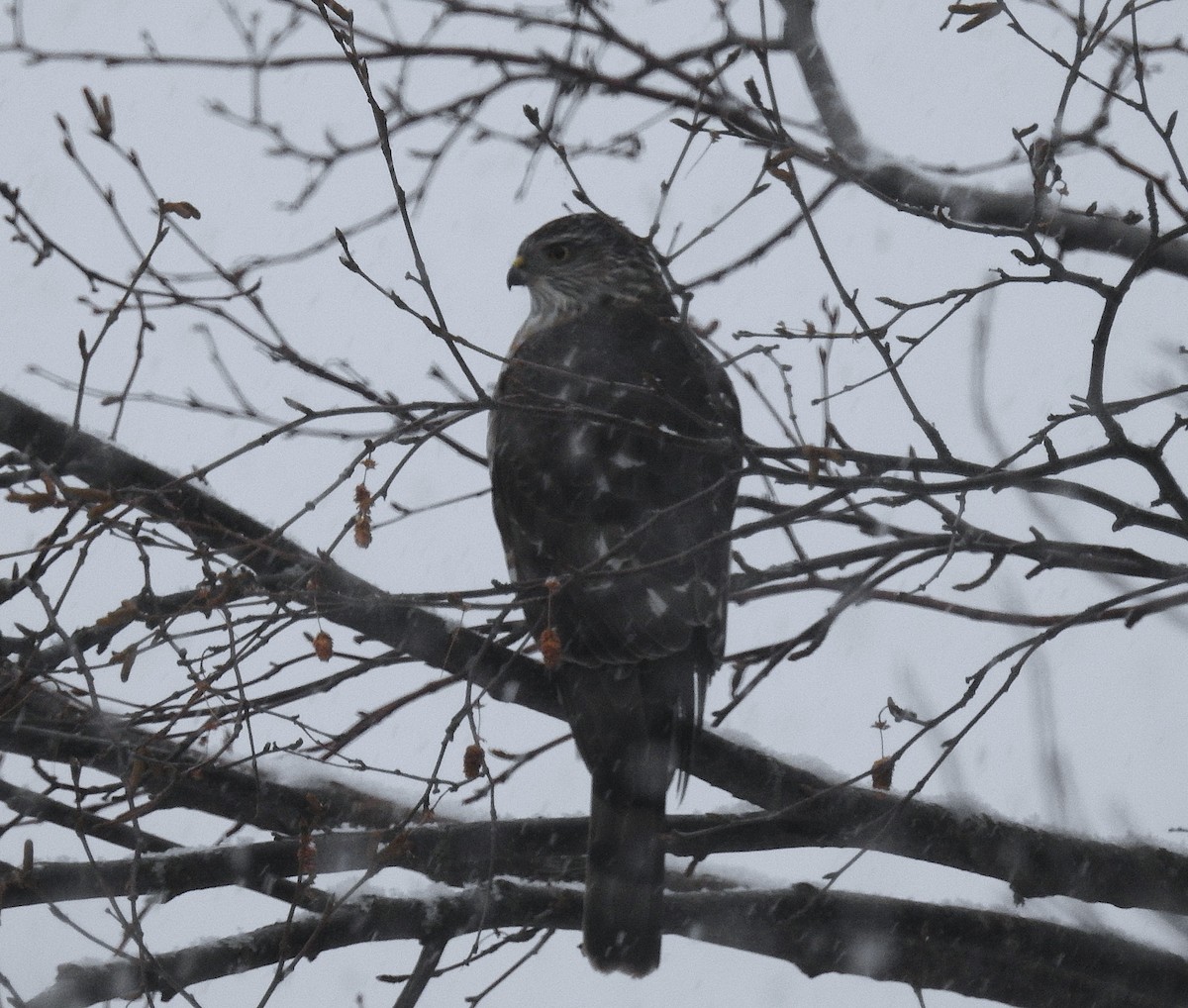 アシボソハイタカ - ML646753445