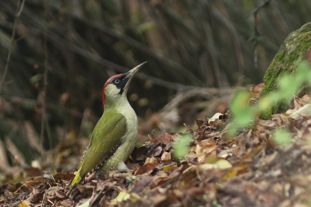 Eurasian Green Woodpecker - ML646753446