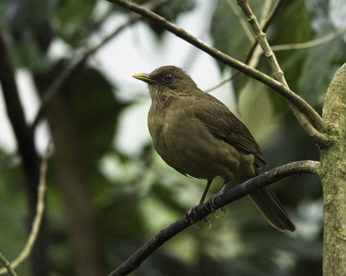 leirtrost - ML646753448