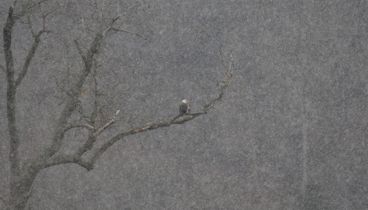 Bald Eagle - ML646753449