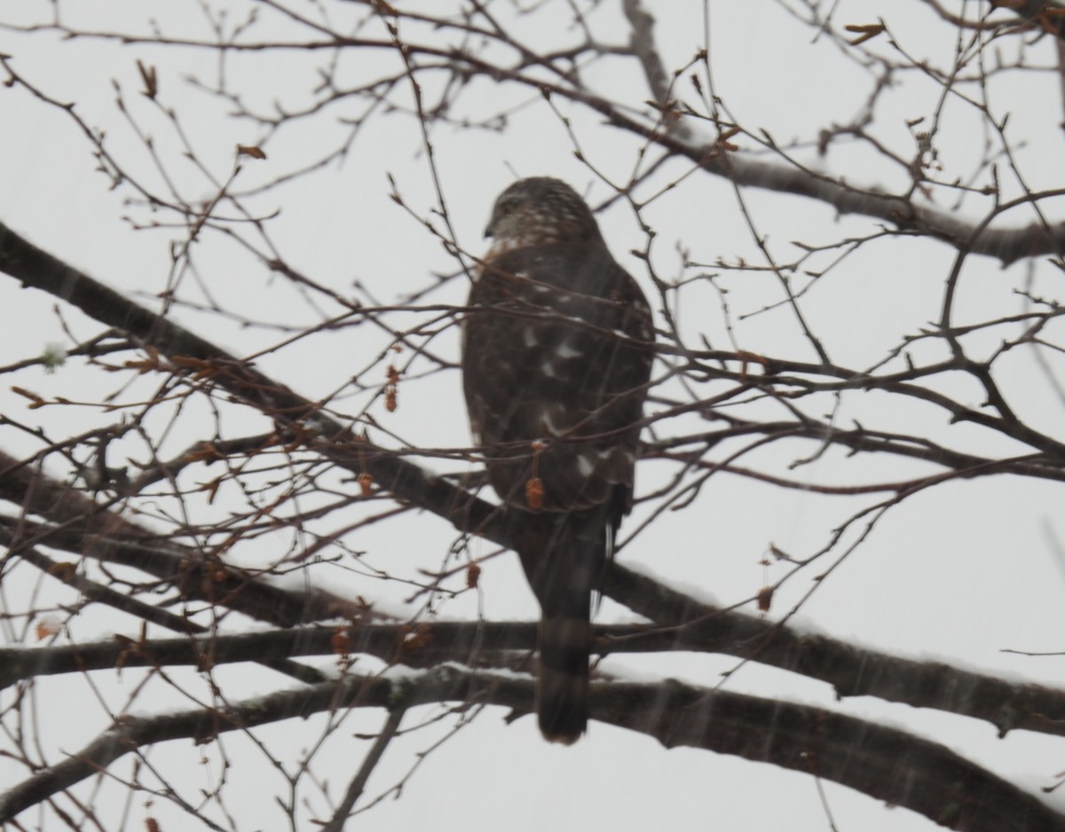 アシボソハイタカ - ML646753452