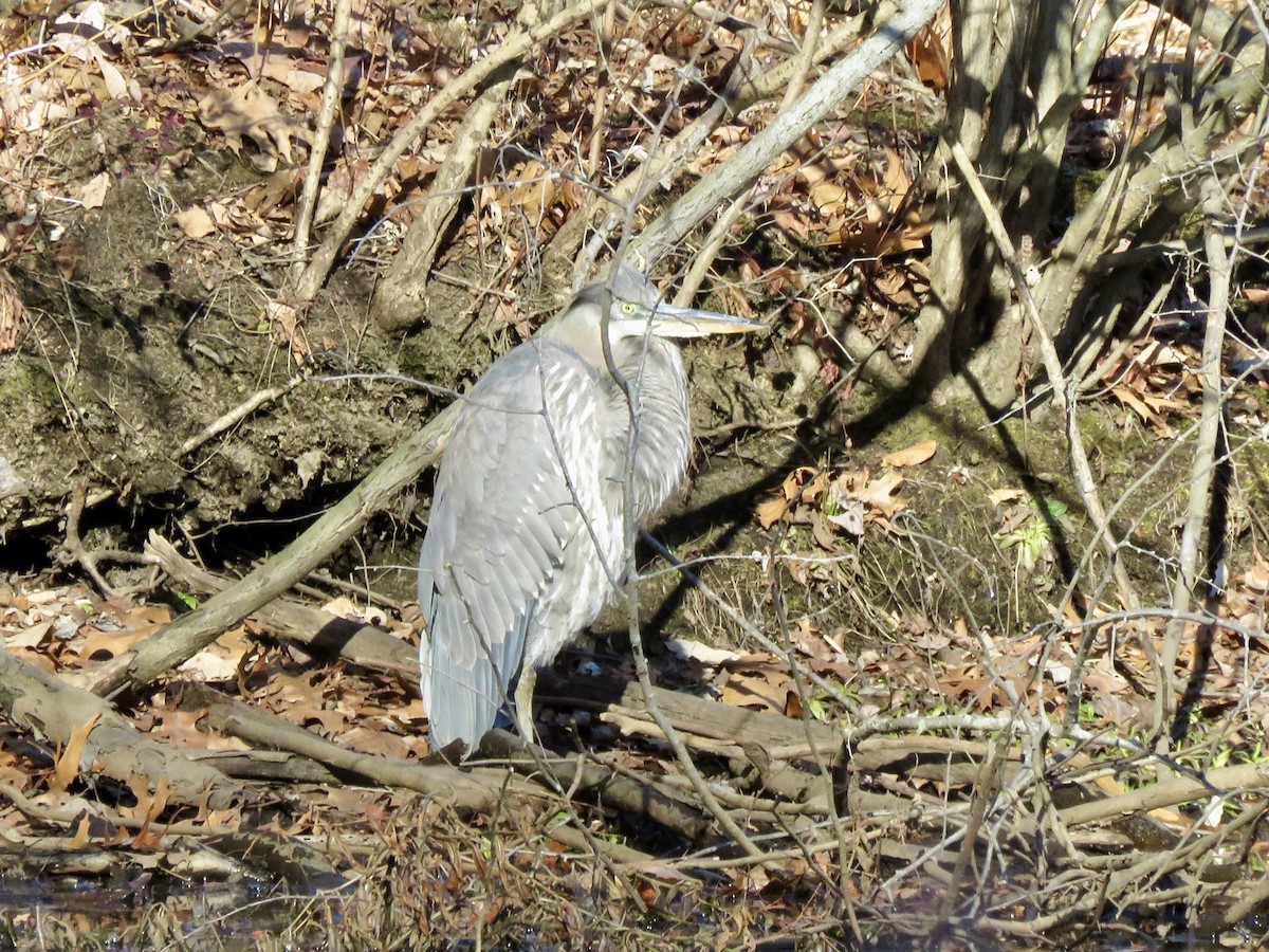 Kanadareiher - ML646753455