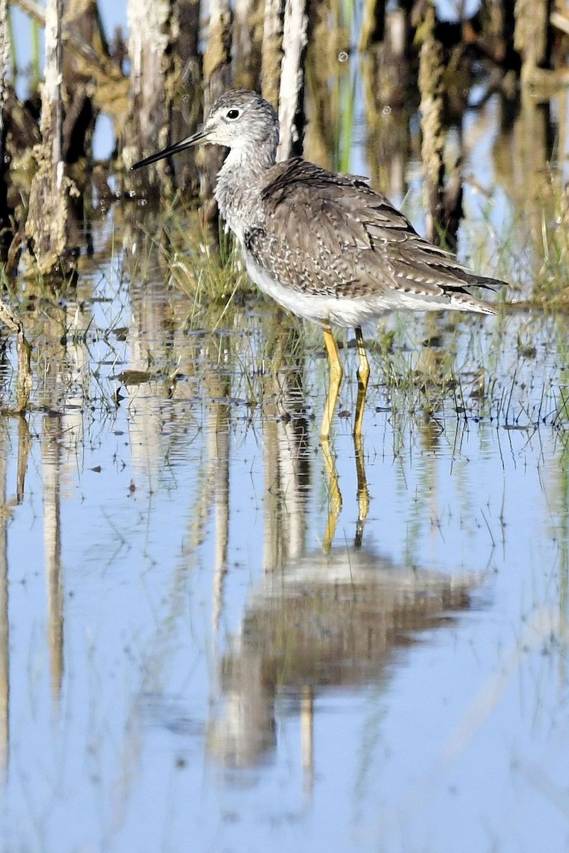 Greater Yellowlegs - ML646753456