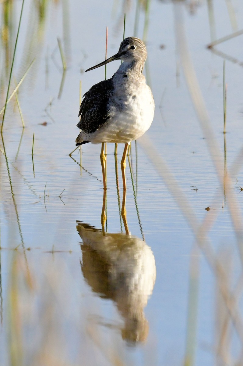 Greater Yellowlegs - ML646753457