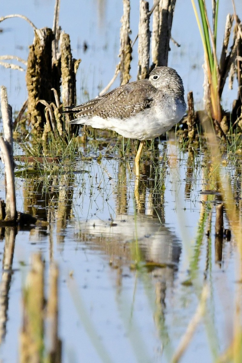 Greater Yellowlegs - ML646753458
