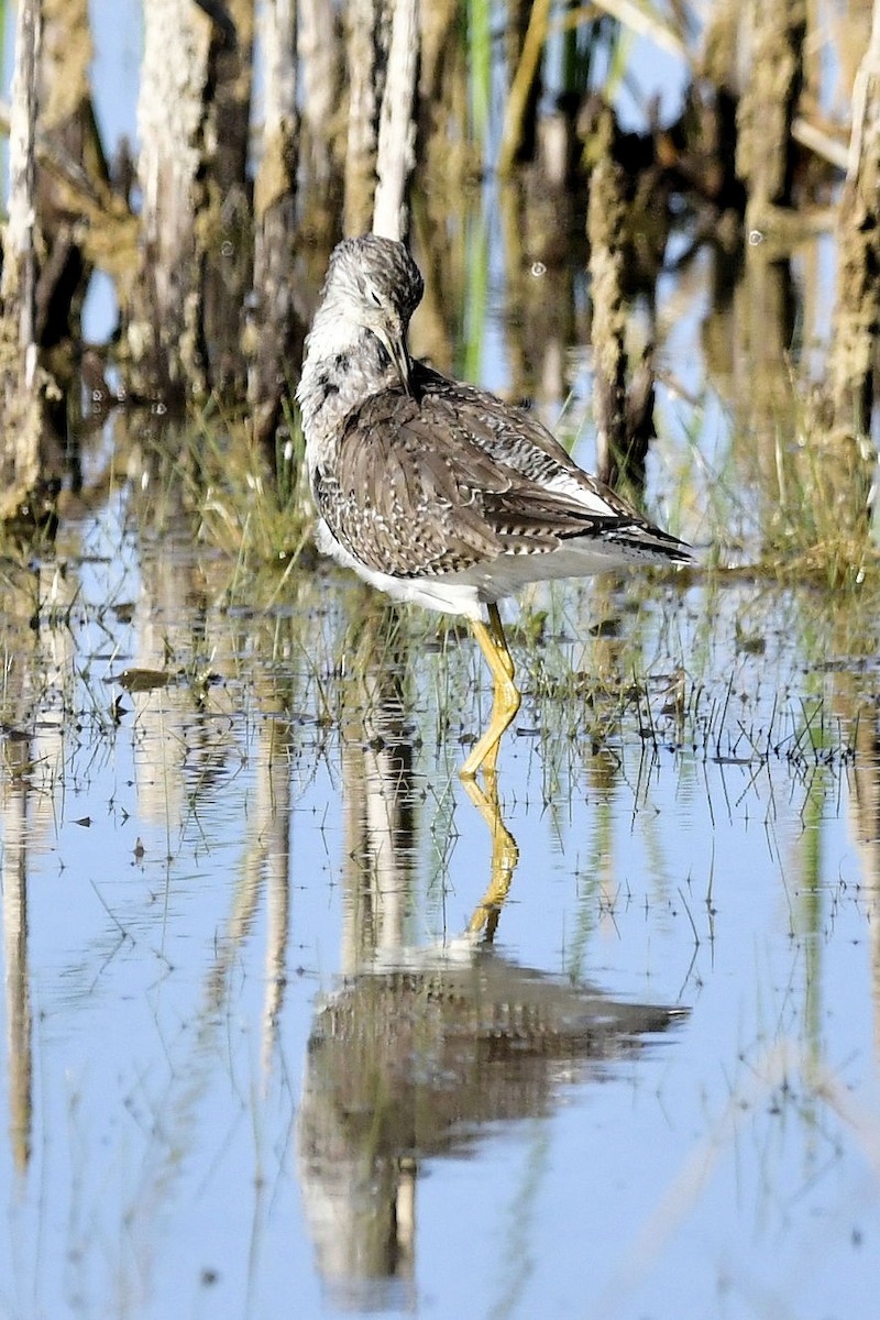 Greater Yellowlegs - ML646753459
