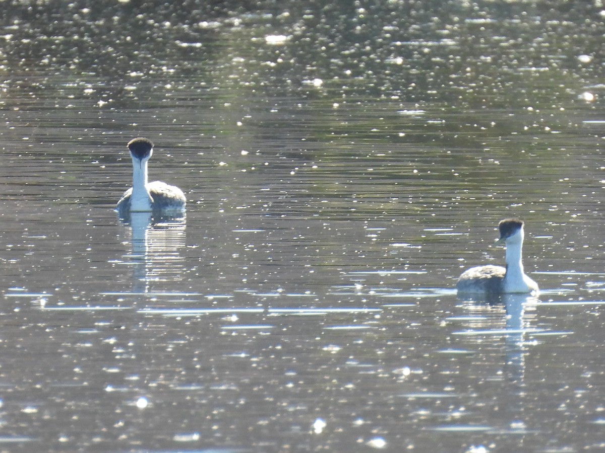 Western Grebe - ML646753460