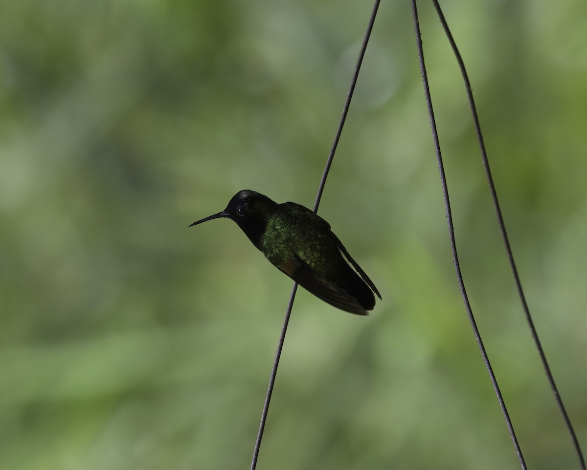 svartbrystkolibri - ML646753461