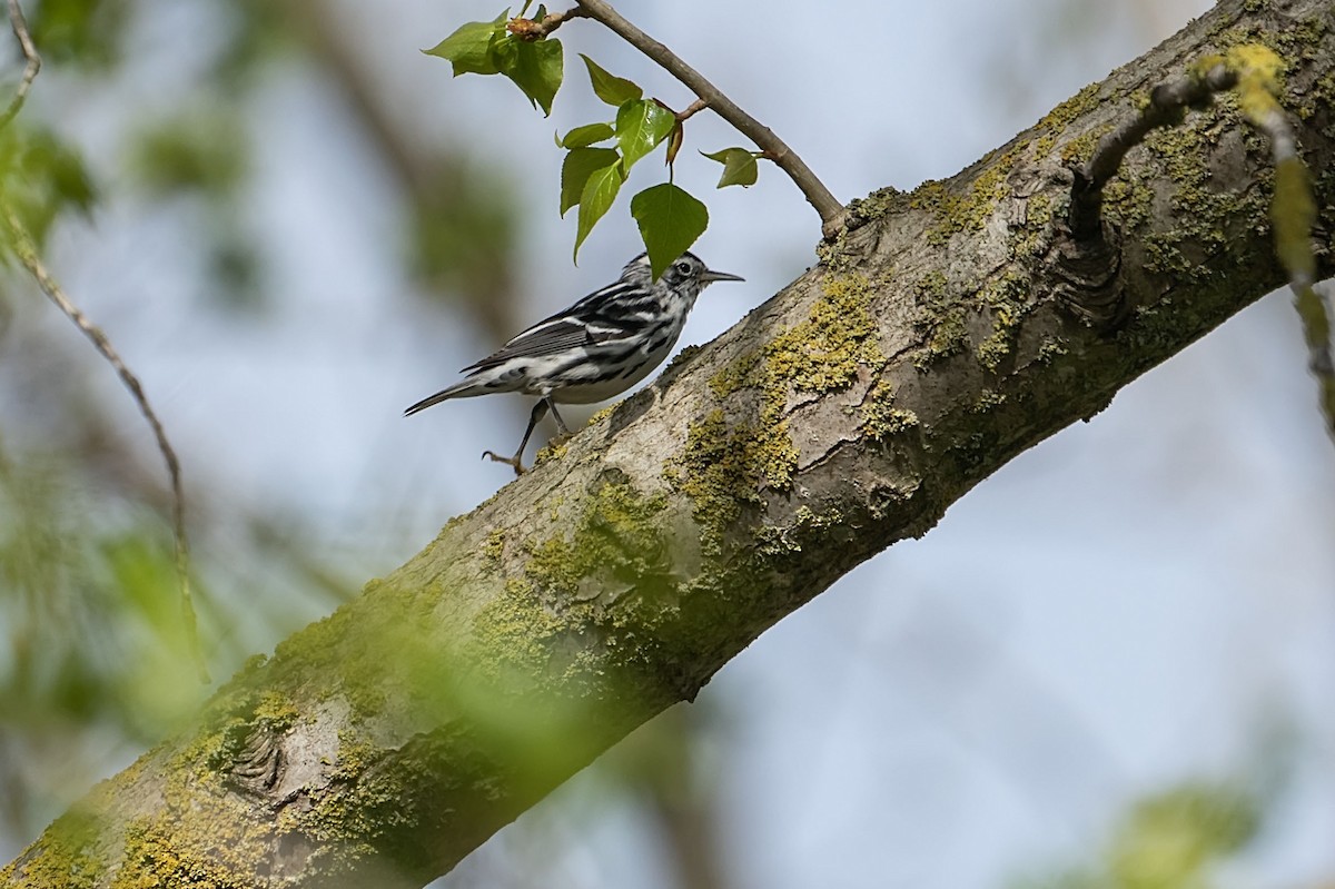 Black-and-white Warbler - ML646753462