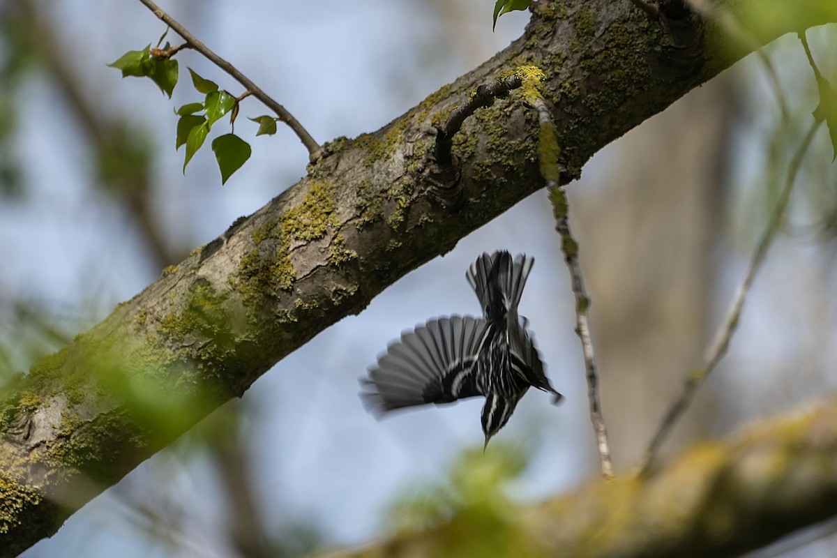 Black-and-white Warbler - ML646753463