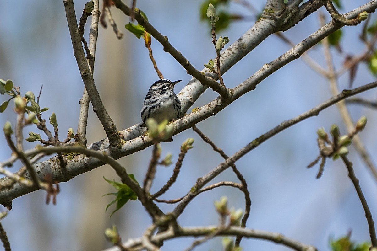 Black-and-white Warbler - ML646753465