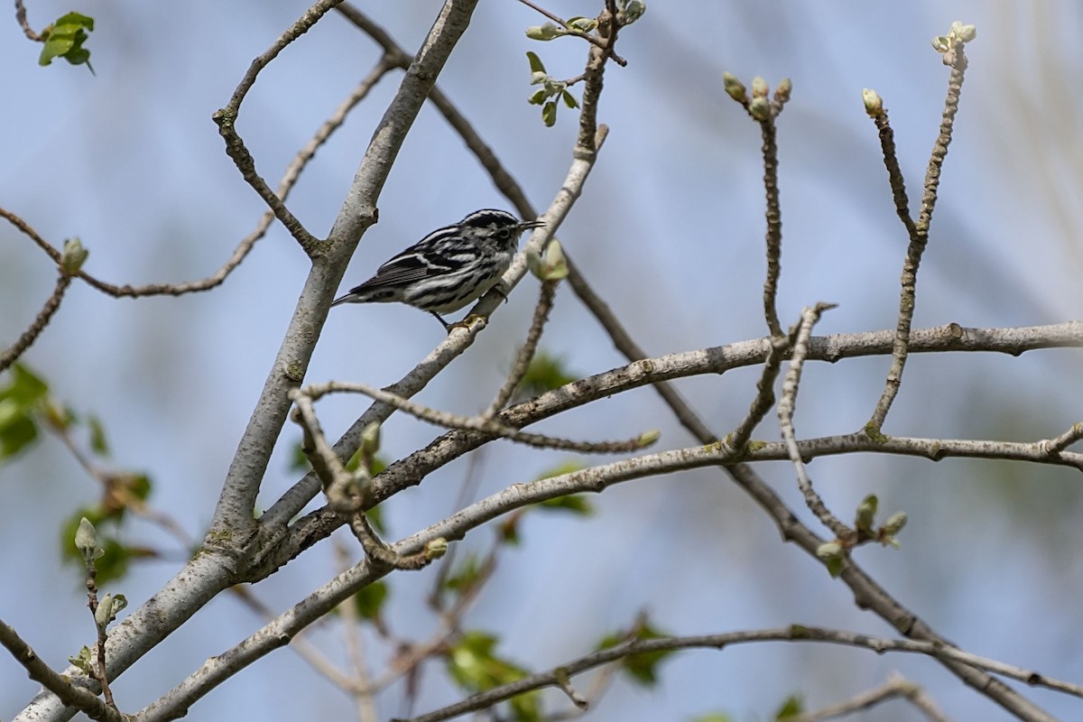 Black-and-white Warbler - ML646753466