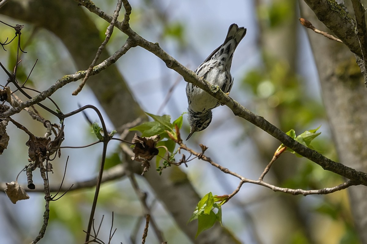 Black-and-white Warbler - ML646753467
