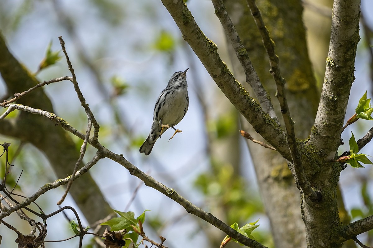 Black-and-white Warbler - ML646753468