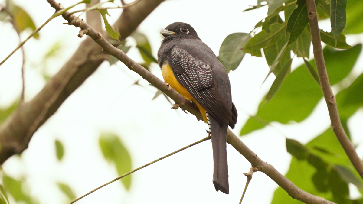 Trogón Caribeño - ML646753469