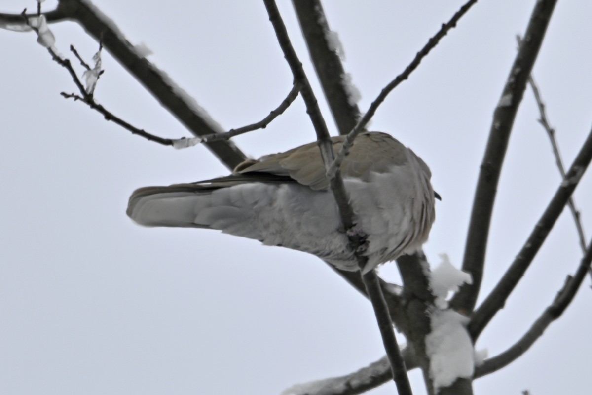 Eurasian Collared-Dove - ML646753471
