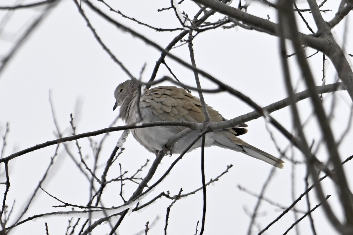 Eurasian Collared-Dove - ML646753473