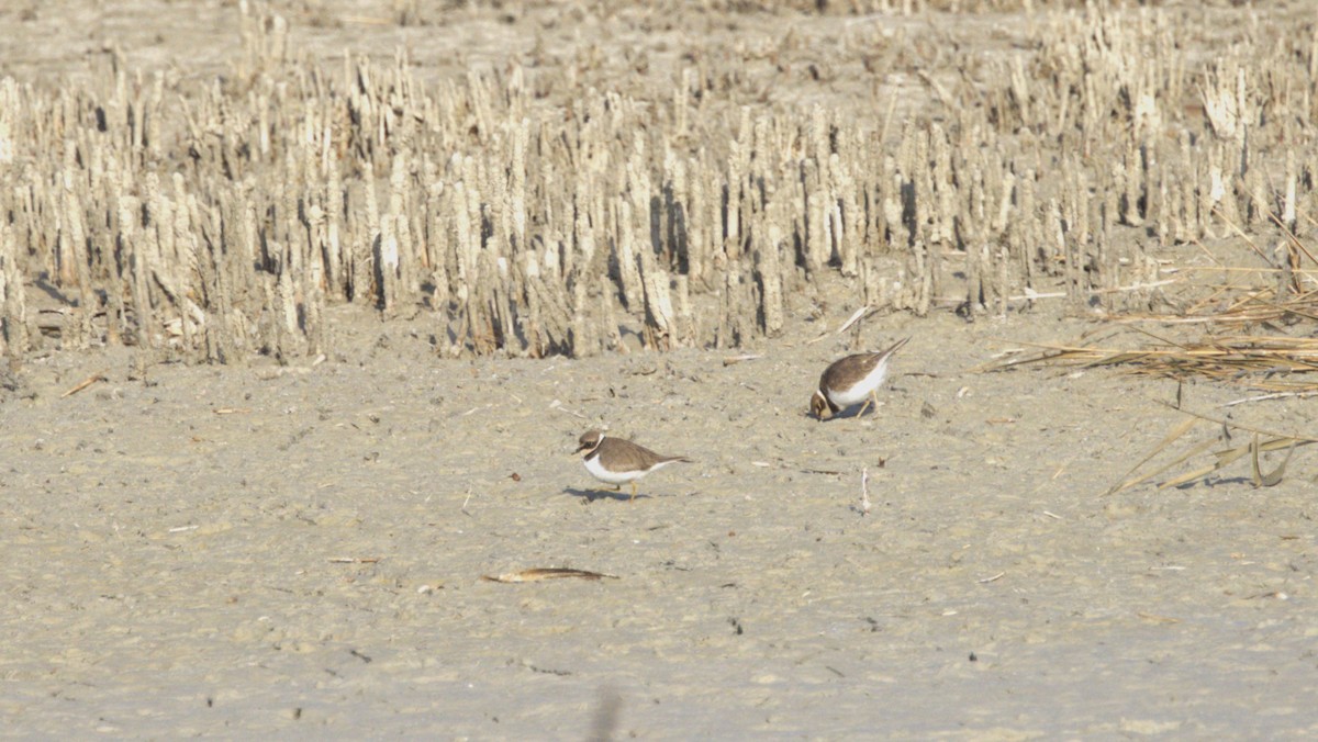 Little Ringed Plover - ML646753475