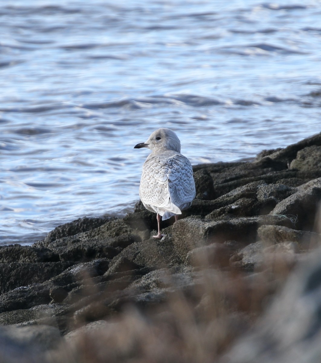 Grönland Martısı - ML646753476