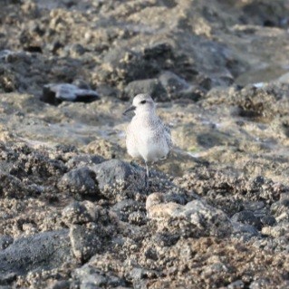 Black-bellied Plover - ML646753477