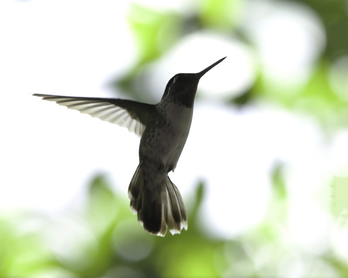 hvitbukjuvel - ML646753478