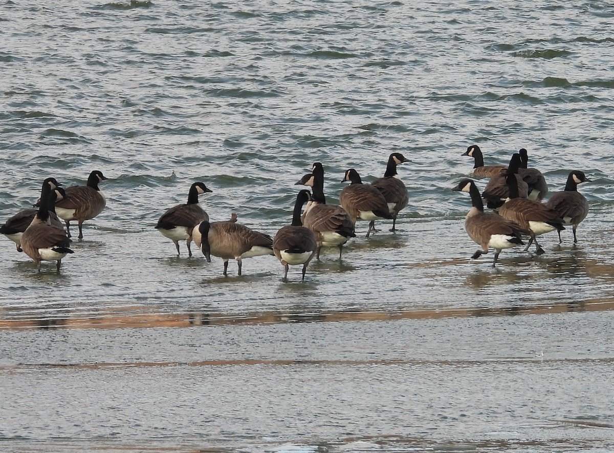 Canada Goose - ML646753479