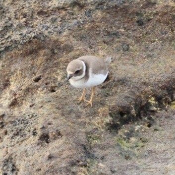 Common Ringed Plover - ML646753481