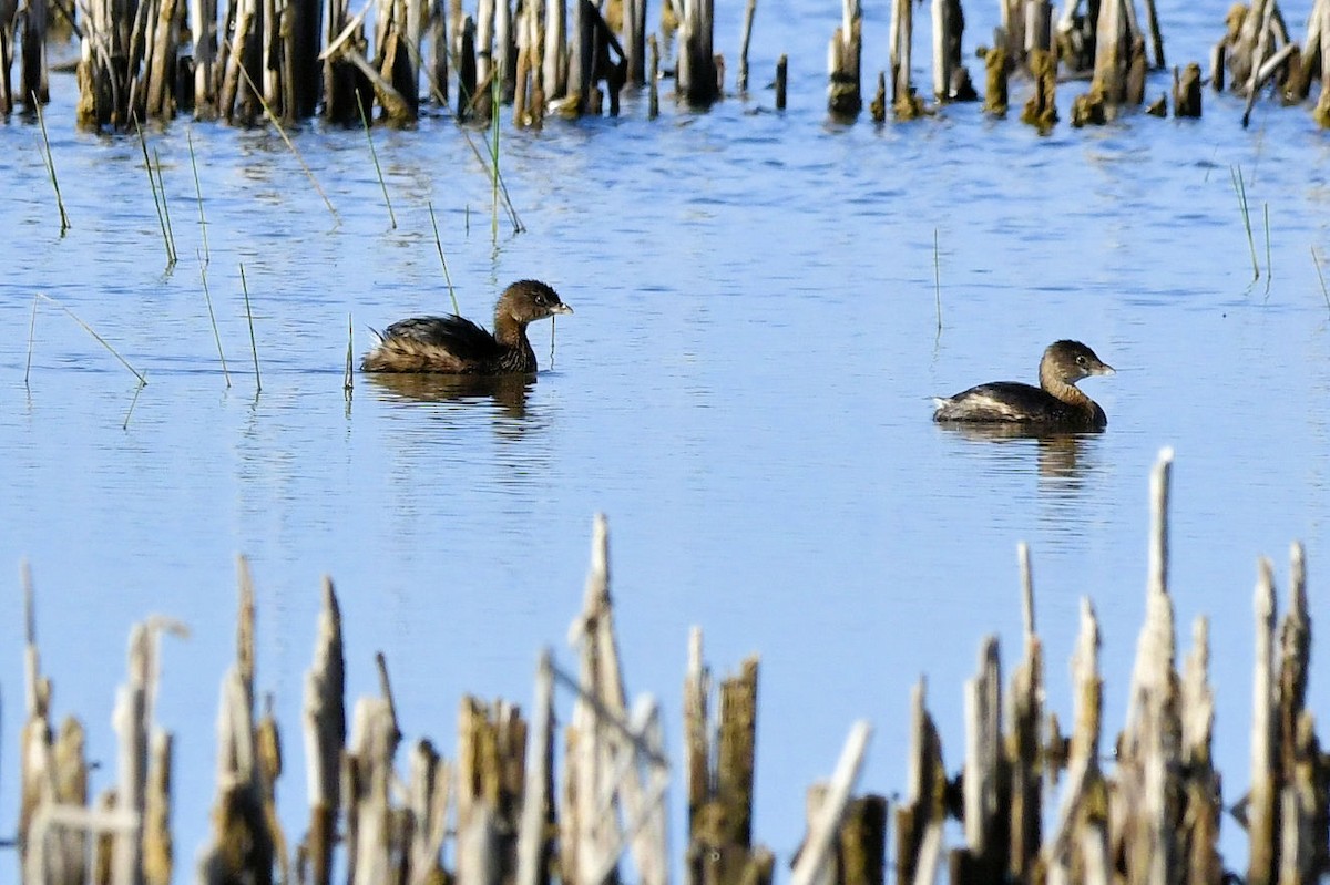 Pied-billed Grebe - ML646753482