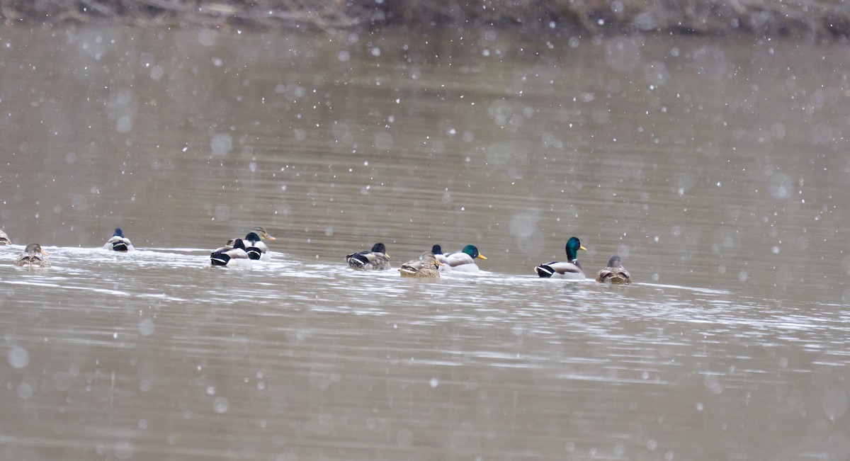 Mallard - ML646753483