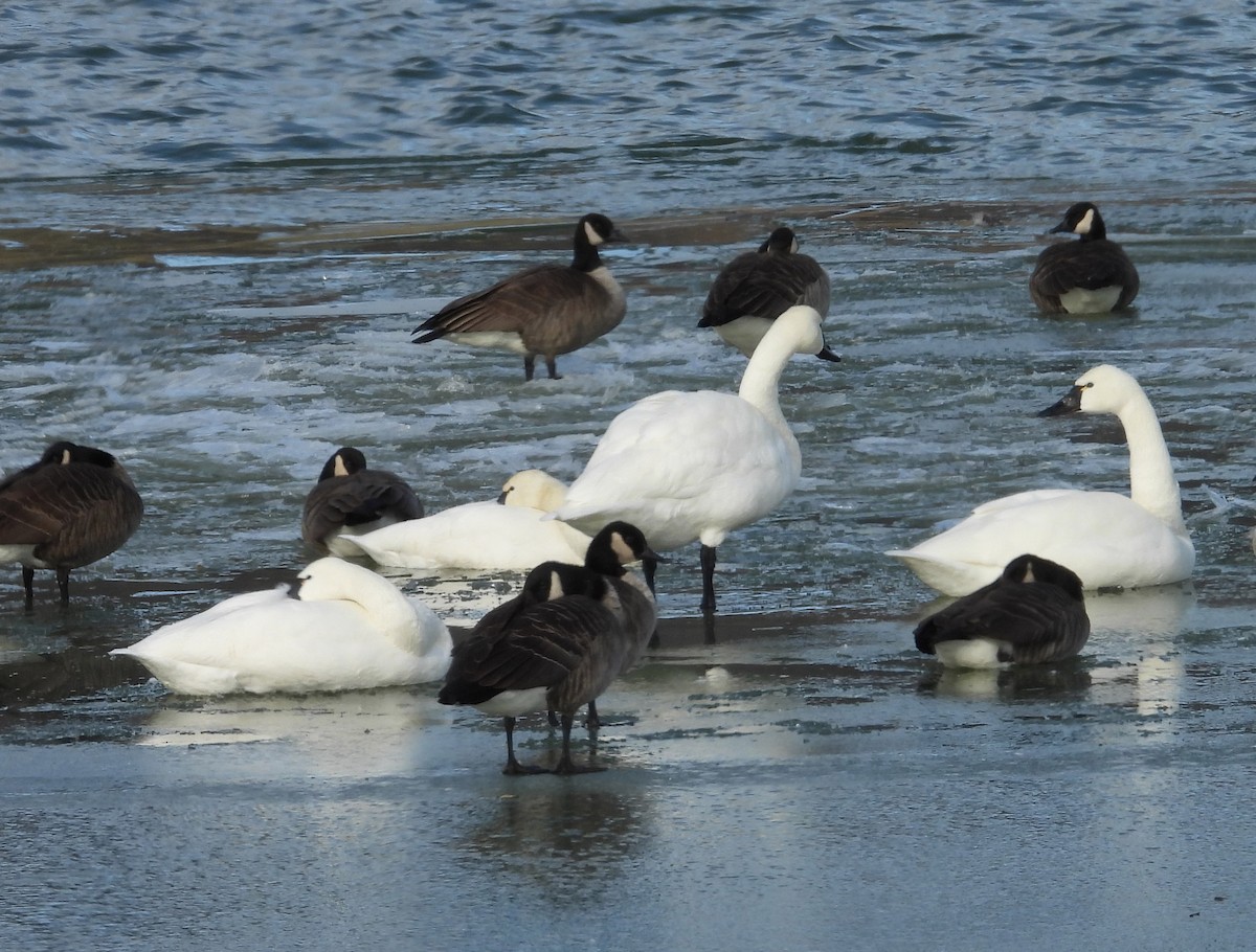 Tundra Swan (Whistling) - ML646753484