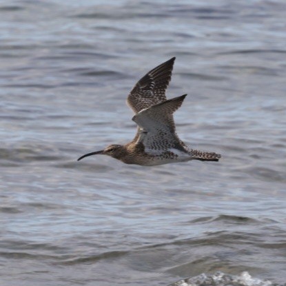 Eurasian Whimbrel - ML646753486