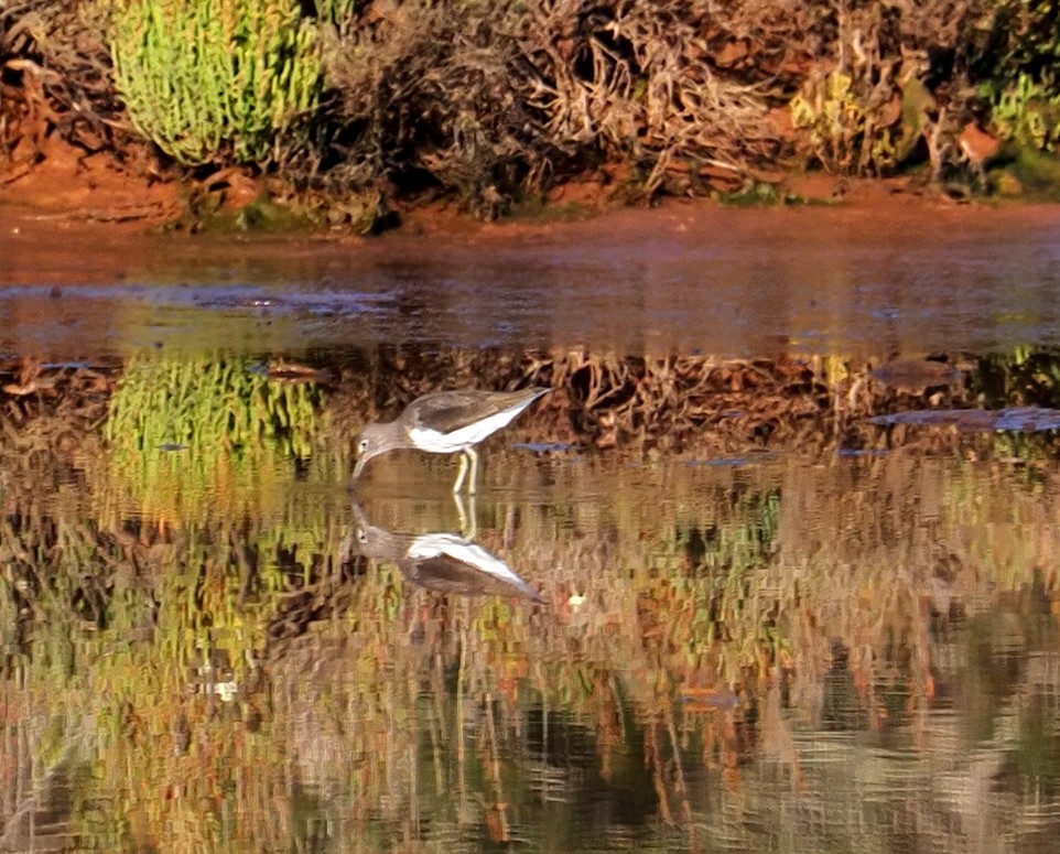 Коловодник лісовий - ML646753489