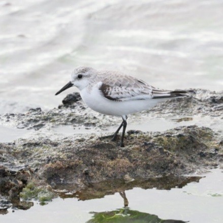 Sanderling - ML646753491