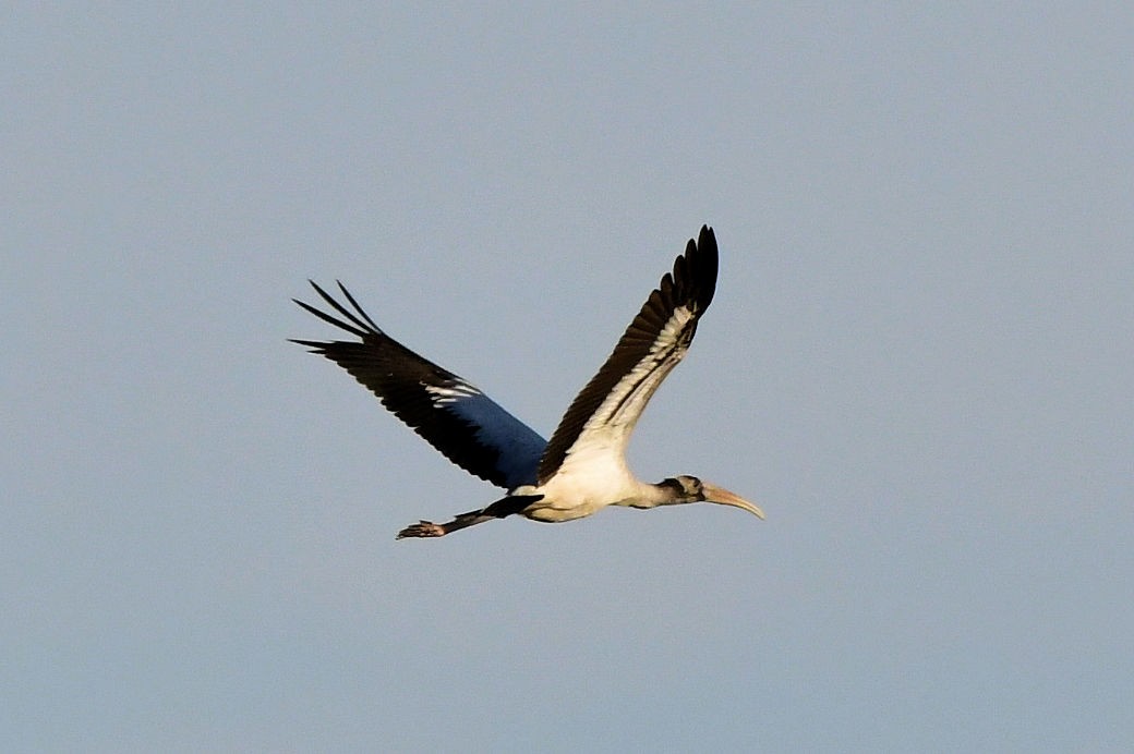 Wood Stork - ML646753492
