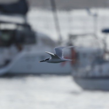 Sandwich Tern - ML646753494