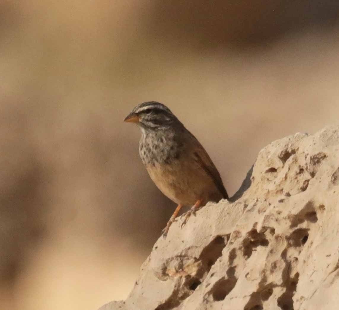 Пёстрая овсянка - ML646753495