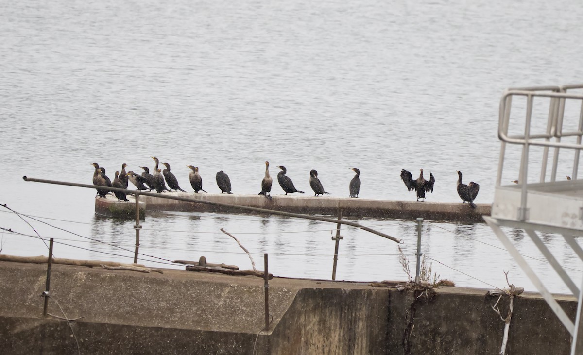 totoppskarv - ML646753496