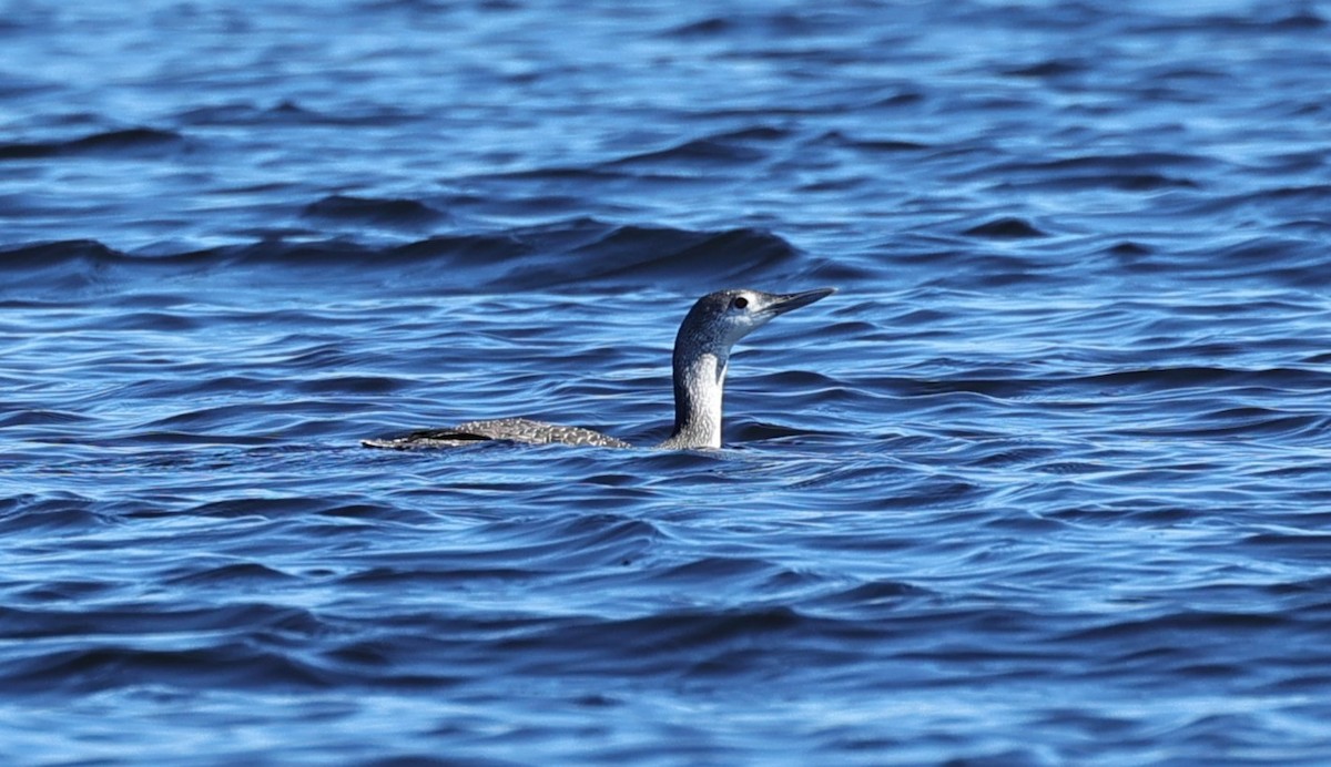 Red-throated Loon - ML646753497
